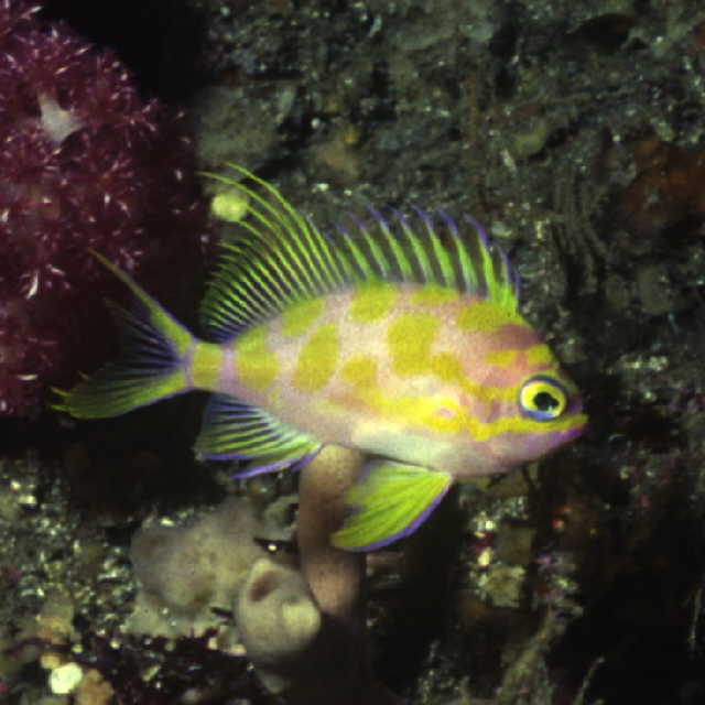 Holanthias borbonius